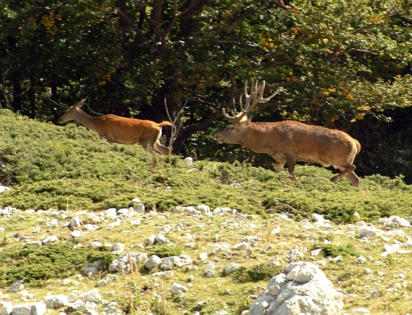 Ancora cervi